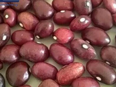 采购产品海军豆价格，泗水绿豆，绿绿豆