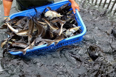 好山好水養好魚——安順推動生態漁業高質量發展調查