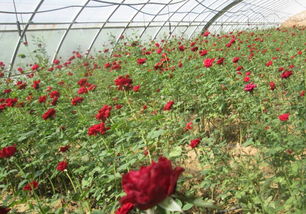 秦椒秦醬秦火鍋，爽口爽心竹園村——竹園村水產養殖與火鍋美食的完美結合