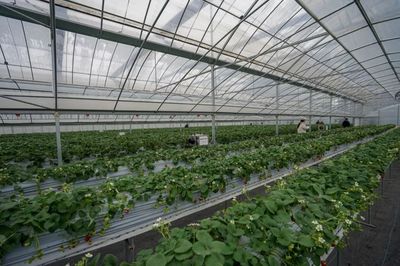 實(shí)測(cè)！全國(guó)最好吃的草莓，就藏在余杭！探尋余杭草莓的甜蜜密碼