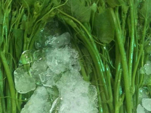 廣東云浮新建萬(wàn)噸冷鏈物流基地，助力農(nóng)產(chǎn)品保鮮與水產(chǎn)養(yǎng)殖升級(jí)