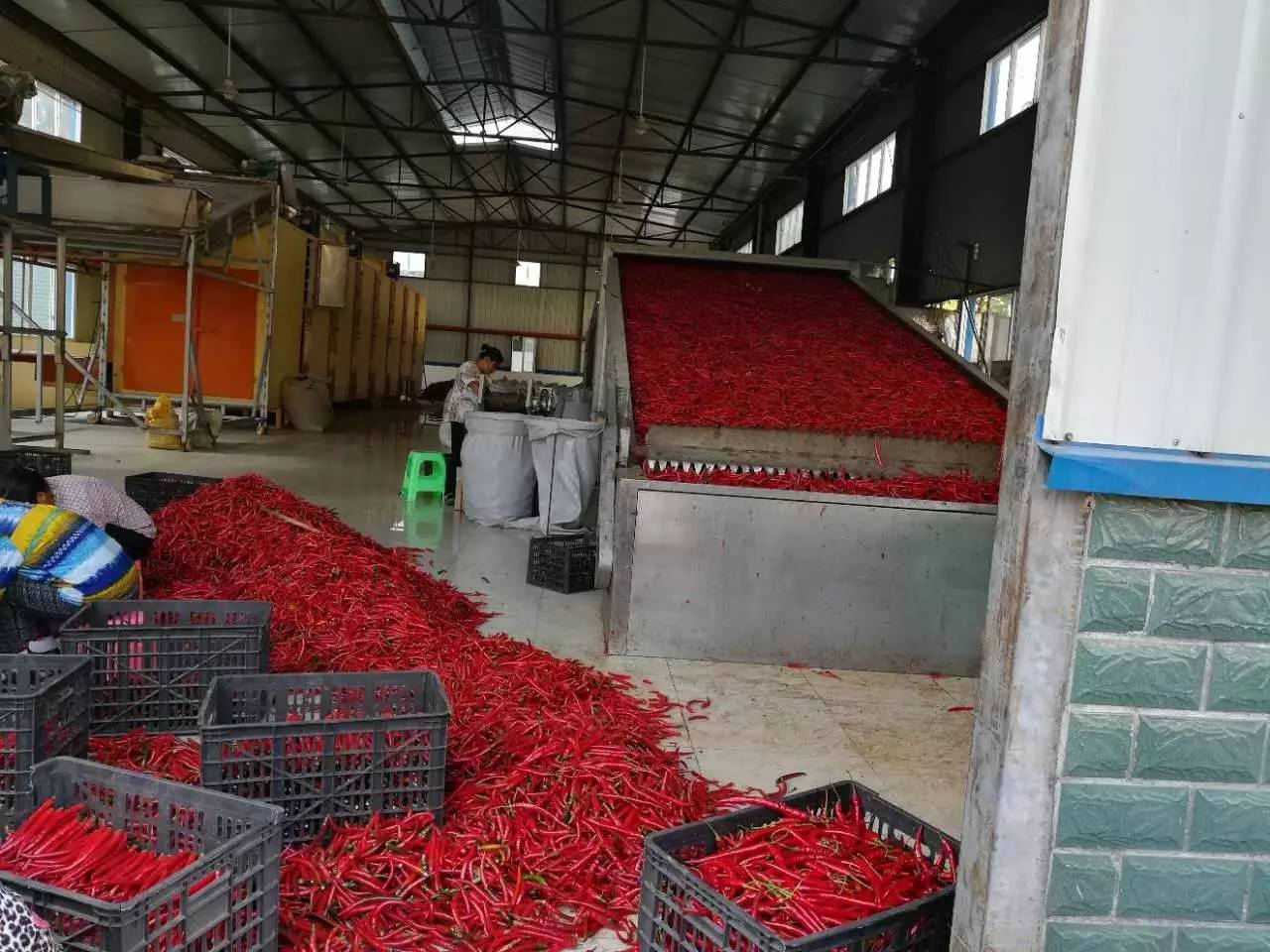 旺草“紅”了！水產(chǎn)養(yǎng)殖新路徑探秘