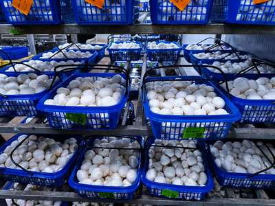 農(nóng)產(chǎn)品種植 科技賦能，綠色發(fā)展的新篇章