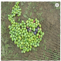 农业用橄榄网2019新型橄榄网编织橄榄收获网