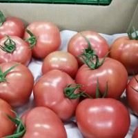 优质新鲜红番茄