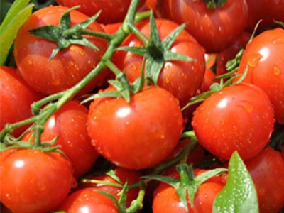 西红柿(番茄)
