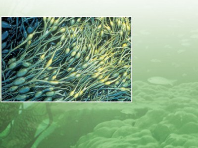 海藻纤维