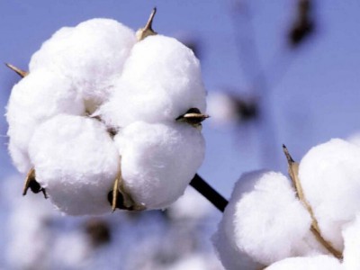 Cottonseed processing